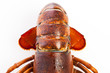 Hummerschwanz