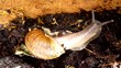 Video: snail in plantpot snail in plantpot