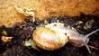 Video: snail snail
