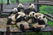 Photo : Giant panda bears gather for bamboo meal Giant panda bears gather for bamboo meal