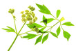 Liebstöckel - Levisticum officinale