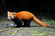 Red panda bear