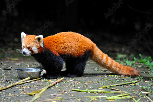 Photo: Red panda bear Red panda bear