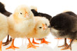 Photo: baby chicken on white baby chicken on white