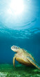 Foto: sea turtle deep underwater sea turtle deep underwater