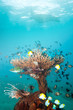 Foto: Rich coral with fishes Rich coral with fishes