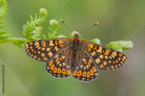 Foto: euphydryas aurinia euphydryas aurinia