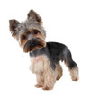 Yorkshire Terrier in front over white  ( cutting hair)