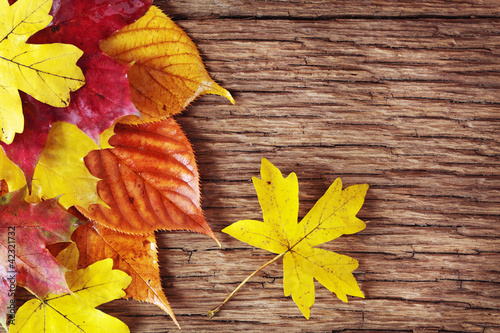Foto: Colorful autumn leaves Colorful autumn leaves