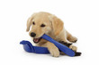 chiot Golden Retriever jouant avec une brosse