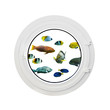 Hublot et poissons tropicaux, fond blanc