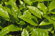 canvas print picture - Teeppflanze, Camellia Sinensis