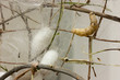 cocoons and silkworm