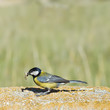 Pájaro con un gusano en el pico para alimentar a sus crías.
