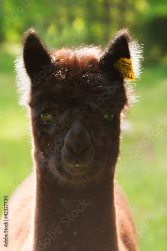 Photo: Alpaca portrait Alpaca portrait