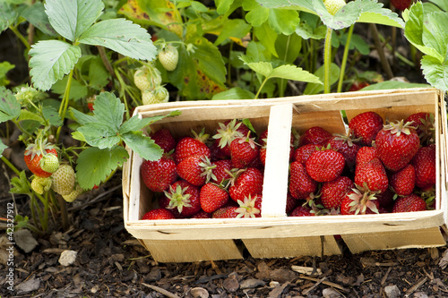 Foto: Erdbeeren Erdbeeren