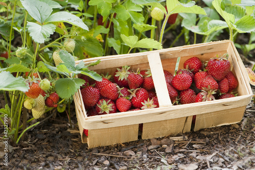 Foto: Erdbeeren Erdbeeren