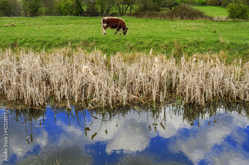 Photo: wetlands wetlands