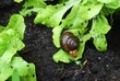 Schnecke im Gemüsebeet