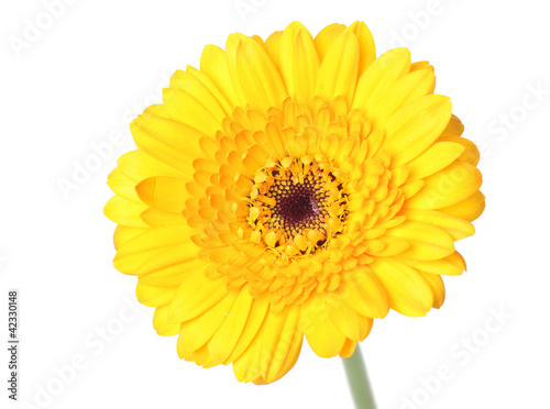 Photo: gerbera gerbera