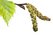 Birch pollen