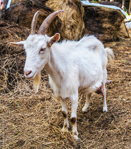 Photo: goat goat