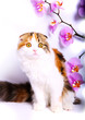 cat and flowers