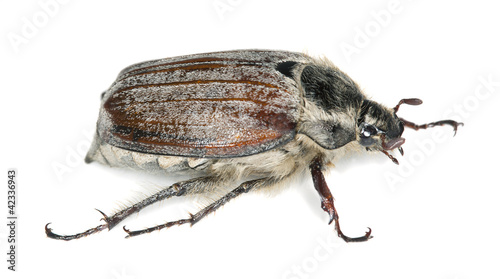 Photo: Maybug, melolontha hippocastani isolated on white background Maybug, melolontha hippocastani isolated on white background