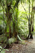 Tropical jungle