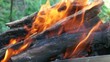 Macro image of a campfire.