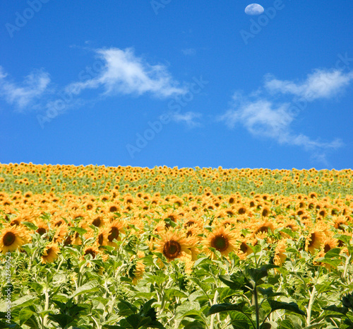 Foto: champ de tournesols champ de tournesols