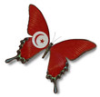 Tunisia flag on butterfly