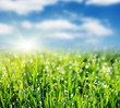 grass