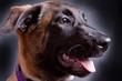 Malinois Welpe Kopf Portrait