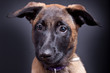 Malinois Welpe landscape Porträt