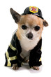 Firefirghter Chihuahau
