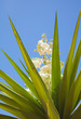 flowering yucca