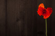 Poppy flower