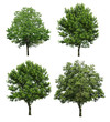 Collection tree isolated on white background 