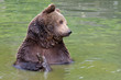 Braunbär