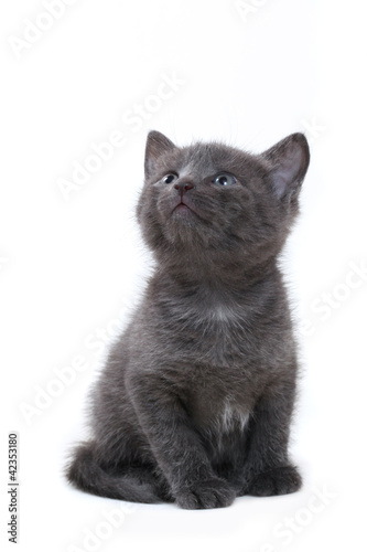 Photo: Grey kitten on white background Grey kitten on white background