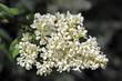Liguster_8603