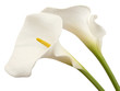white calla flowers isolated