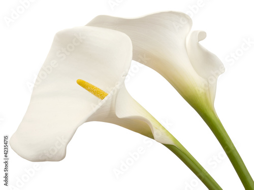 Photo: white calla flowers isolated white calla flowers isolated