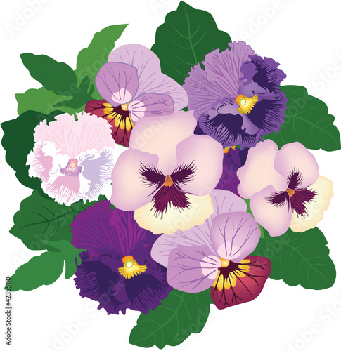 Illustration: bouquet from white, violet and lilac pansy bouquet from white, violet and lilac pansy