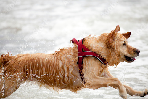 Photo: cane che corre in mare cane che corre in mare