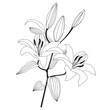 bouquet from white lily, graphic