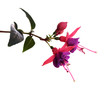 Blume Fuchs Fuchsie