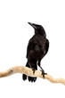 Photo: Bird rook Bird rook