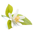 Blüte, Zitrusfrucht